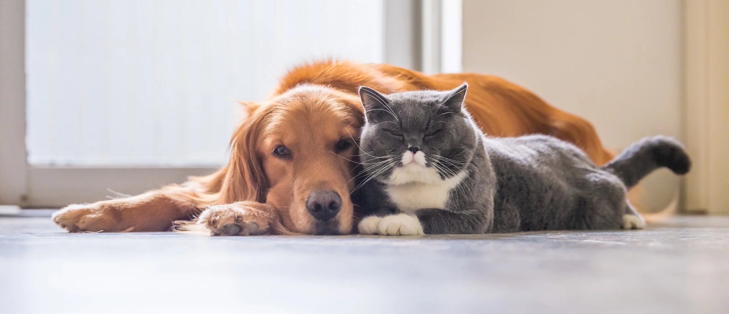 Animaux