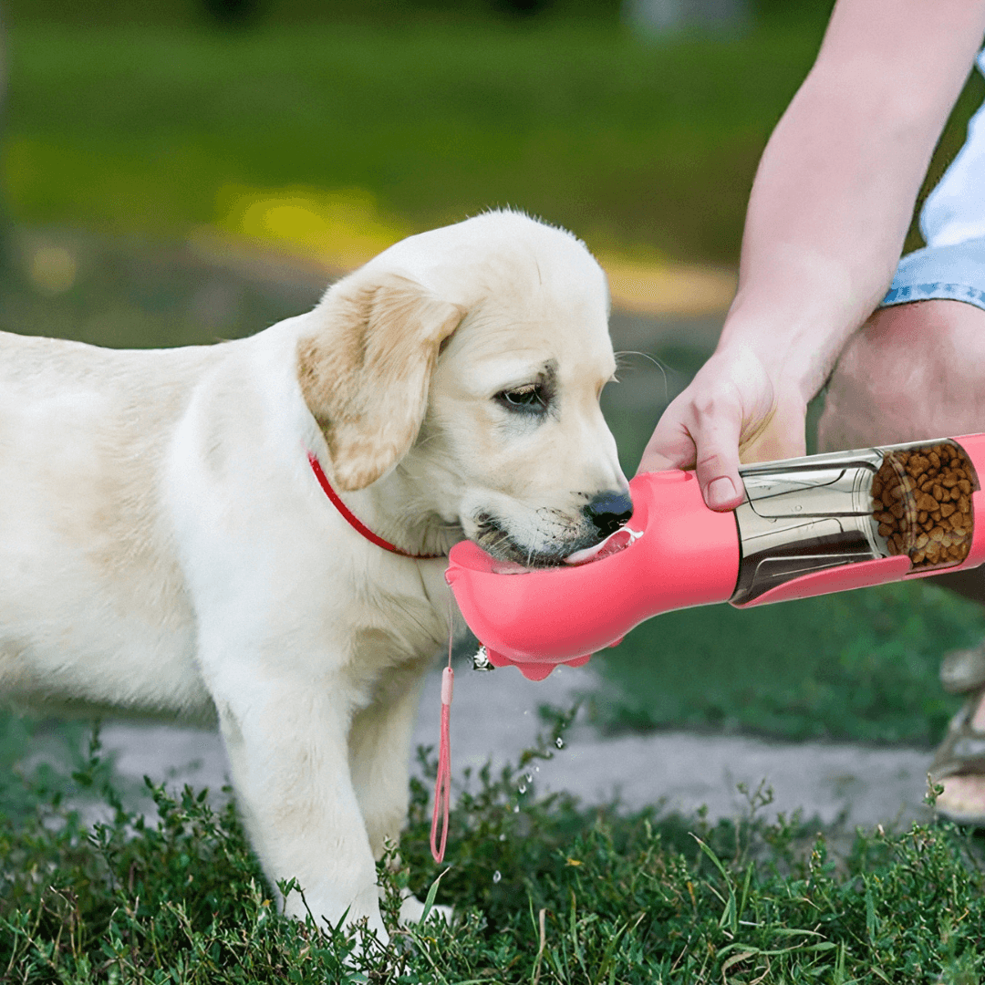 petit golden retrievers boit dans une bouteille d'eau pour chien rose - golden retrievers drink in a pink dgos water bottle