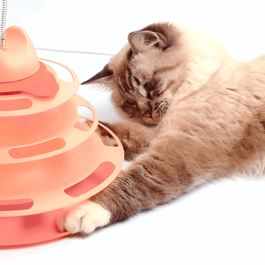 chat qui joue avec un jouet à 3 étages - cat play with a 3 stages toys