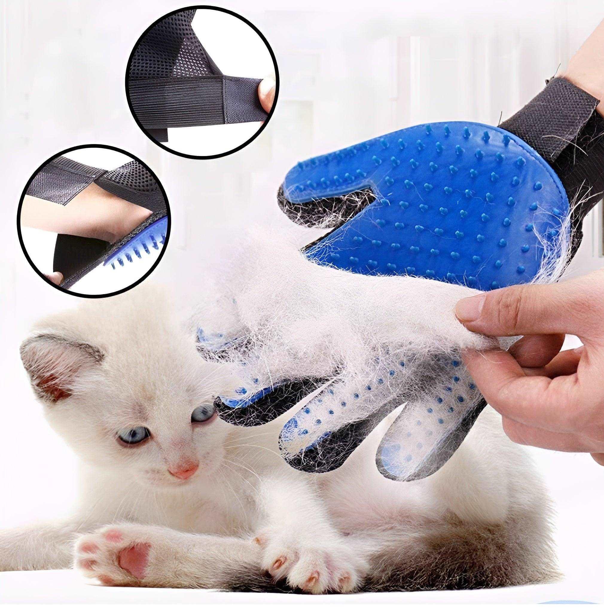 pets hair gloves blue and a cat - gant de toilletage bleu et chat