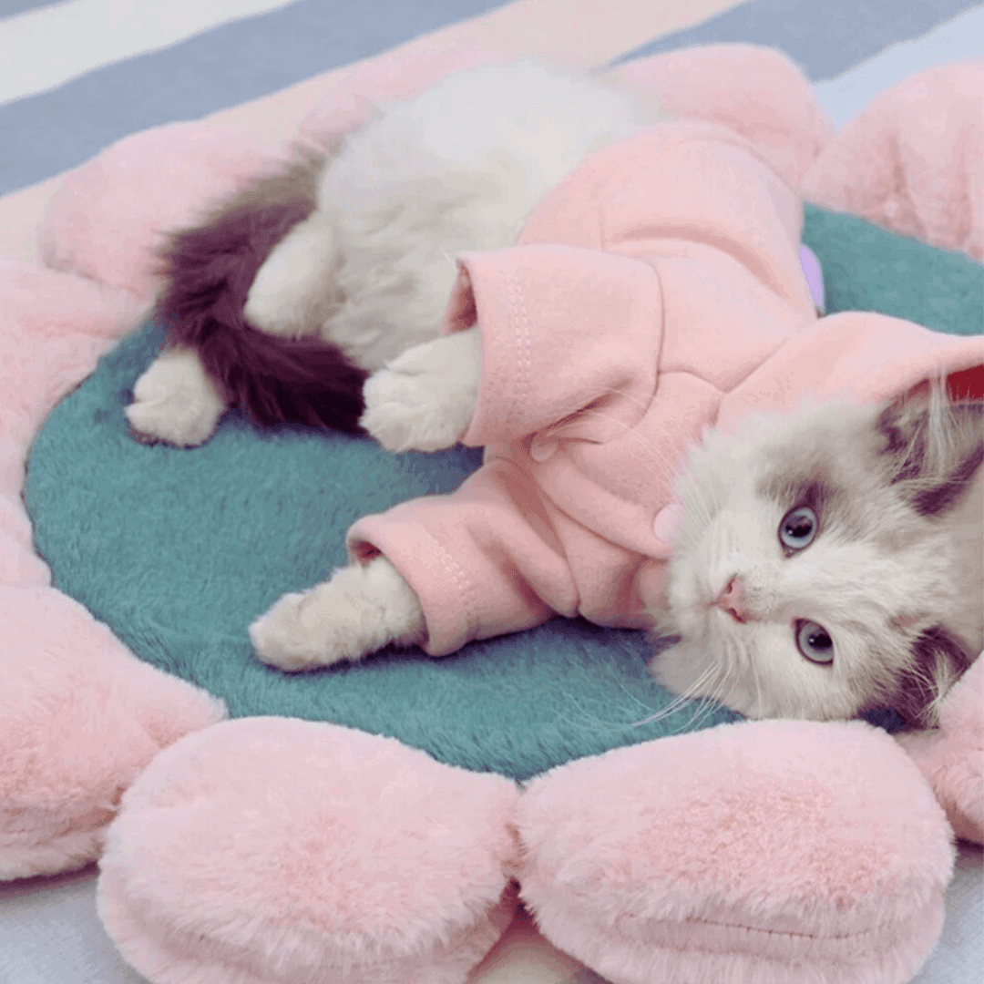 un chat coucher sur un lit pour chat forme de fleur gris et rose - cat sleep on a grey and pink flower shape cat bed