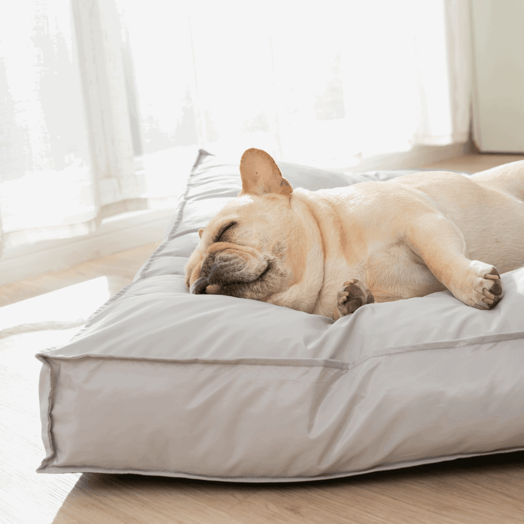 chien couché sur un lit pour chien orthopédique gris - dog sleep on a  grey bed