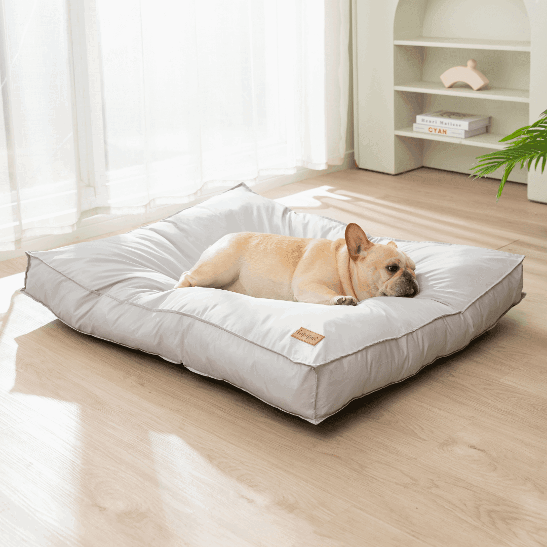 chien couché sur un lit pour chien orthopédique gris - dog sleep on a  grey bed