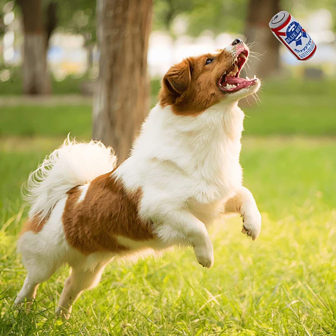 dog play with beer dog toys - un chien joue avec un jouet pour chien en forme de bière